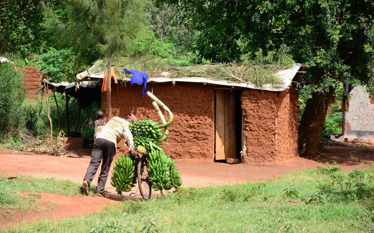Gemeinsam mit unserer Partnerorganisation COVOID leisten wir einen Beitrag, um die prekäre Ernährungssituation in der Flüchtlingssiedlung Nakivale im Südwesten Ugandas zu verbessern (Foto: AWO International)